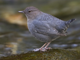 American Dipper (Cinclus Mexicanus) Near a Stream in Victoria, British Columbia, Canada Photographic Print by Glenn Bartley