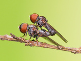 Mating Flies Photographic Print by Tan Chuan-Yean