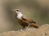 Cactus Wren (Campylorhynchus Brunneicapillus), Big Bend National Park, Texas, USA Photographic Print by John Abbott