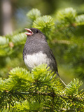 Dark-Eyed Junco (Junco Hyemalis), New Hampshire, USA Photographie par John Abbott