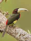 Ivory-Billed Aracari (Pteroglossus Azara) Perched on a Branch, Napo River in Amazonian Ecuador Photographic Print by Glenn Bartley