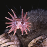 Star-Nosed Mole (Condylura Cristata) Inside Tunnel Photographic Print by Ken Catania