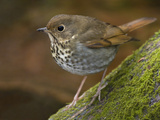 Hermit Thrush (Catharus Guttatus) Perched on a Branch in Victoria, British Columbia, Canada Photographic Print by Glenn Bartley