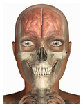Biomedical Illustration of the Brain in Frontal View Superimposed on a Human Head Giclee Print by Scott Camazine