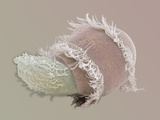 Didinium, Didinium Nasutum, Is a Predatory Protozoan, it Eats Other Protozoans Photographic Print by Aaron Bell