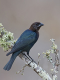 Brown-Headed Cowbird (Molothrus Ater) Perched on a Branch in South Texas, USA Photographic Print by Glenn Bartley