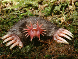 Star-Nosed Mole (Condylura Cristata) Emerging from Tunnel Photographic Print by Ken Catania
