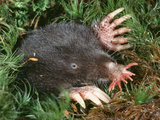 Star-Nosed Mole (Condylura Cristata) Emerging from Tunnel Photographic Print by Ken Catania