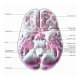 Biomedical Illustration of the Underside of the Human Brain, Labels Giclee Print by Scott Camazine