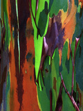 Multicolored Peeling Bark of Rainbow Eucalyptus (Eucalyptus Deglupta) Fotografisk tryk af Gregory Basco