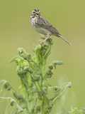Savannah Sparrow (Passerculus Sandwichensis), Victoria, British Columbia, Canada Photographic Print by Glenn Bartley