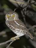 Elf Owl (Micrathene Whitneyi), Big Bend National Park, Texas, USA Photographic Print by John Abbott