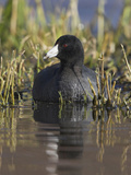 American Coot (Fulica Americana) on a Pond in Victoria, British Columbia, Canada Photographie par Glenn Bartley