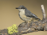 Pygmy Nuthatch (Sitta Pygmaea) Perched on a Branch, Oregon, USA Photographic Print by Glenn Bartley
