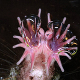 Close Up of the Star-Nosed Mole Head Underwater (Condylura Cristata) Photographic Print by Ken Cantania