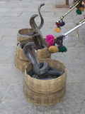 Snake Charmers Baskets Containing Cobras, Jaipur, India Photographic Print by Hal Beral