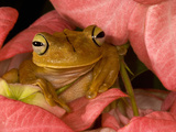 Gladiator Tree Frog (Hyla Rosenbergii), Costa Rica Photographic Print by Gregory Basco