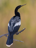 Anhinga (Anhinga Anhinga) in South Texas, USA Photographic Print by Glenn Bartley
