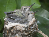 Anna's Hummingibrd (Calypte Anna) Chicks are Almost Too Big to Fit in the Tiny Nest, Irvine Photographic Print by Hal Beral