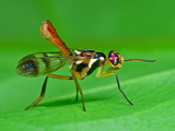 Colorful Fly Photographic Print by Tan Chuan-Yean