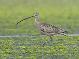 Long-Billed Curlew (Numenius Americanus) Feeding in Shallow Water, Victoria, British Columbia Photographic Print by Glenn Bartley