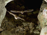 Mexican Brown Bats or Cave Myotis Bats Flying in a Cave (Myotis Velifer) Photographic Print by John Abbott