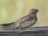 Common Nighthawk (Chordeiles Minor), Victoria, British Columbia, Canada Photographic Print by Glenn Bartley