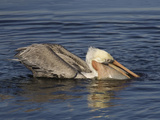 Brown Pelican (Pelecanus Occidentalis) with a Pouch Full of Seaweed Holding Lots of Small Fish Photographic Print by Hal Beral