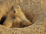 Black-Tailed Prairie Dog (Cynomys Ludovicianus), Captive Photographic Print by Walt Anderson