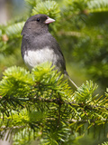 Dark-Eyed Junco (Junco Hyemalis), New Hampshire, USA Photographie par John Abbott