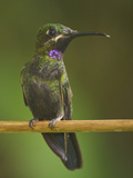 Black-Throated Brilliant (Heliodoxa Schreibersii) Perched on a Branch at the Wildsumaco Reserve Photographic Print by Glenn Bartley