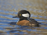 Hooded Merganser (Lophodytes Cucullatus) Swimming on a Pond in Victoria, British Columbia, Canada Photographic Print by Glenn Bartley