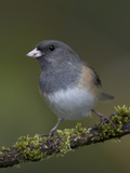 A Dark-Eyed Junco (Junco Hyemalis) Perches on a Mossy Branch in Victoria, British Columbia Photographic Print by Glenn Bartley