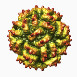 Three-Dimensional Reconstruction of the Penicillium Stoloniferum Virus Photographic Print by Timothy Baker