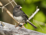 Dark-Eyed Junco (Junco Hyemalis), New Hampshire, USA Photographie par John Abbott