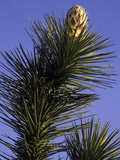 Joshua Tree (Yucca Brevifolia) Blooming, Joshua Tree National Park, California, USA Photographie par David Cobb