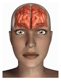 Biomedical Illustration of the Human Brain in Frontal View Superimposed on a Female Head Giclee Print by Scott Camazine