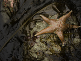 Leather Star (Dermasterias Imbricata) in a Tide Pool, Enderts Beach, Redwood National Park Photographic Print by David Cobb
