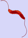 Campylobacter Fetus Venerealis Bacteria Showing its Bipolar Flagella Photographic Print by Edward Chan