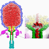 The Inside Half of a Three-Dimensional Reconstruction of Bacteriophage 29 Photographic Print by Timothy Baker