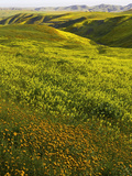 Spring Wildflowers in Lost Hills, California, USA Photographic Print by David Cobb