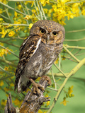 Elf Owl, (Micrathene Whitneyi) Tortalita Mtns, Tucson, Arizona, USA, Captive Photographic Print by Rick & Nora Bowers