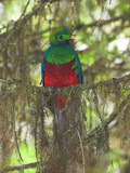 Resplendent Quetzal, Costa Rica Photographie par Glenn Bartley