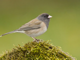 Dark Eyed Junco (Junco Hyemalis) Perched on a Branch in Victoria, British Columbia, Canada Photographic Print by Glenn Bartley