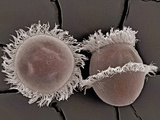 This Ciliated Protozoan Didinium Photographic Print by Aaron Bell