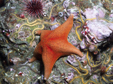 Bat Star (Asterina Miniata) Spiny Brittle Stars (Ophiothrix Spiculata) and a Sea Urchin Photographic Print by Hal Beral