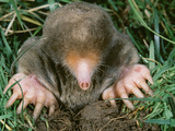 Eastern Mole (Scalopus Aquaticus) Emerging from Tunnel Photographic Print by Ken Catania