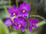 Ground Orchid (Spathoglottis Plicata), National Orchid Garden, Singapore Photographic Print by Hal Beral