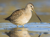 Long-Billed Dowitcher (Limnodromus Scolopaceus) Feeding in Shallow Water, Victoria Photographic Print by Glenn Bartley
