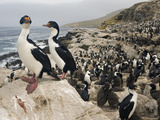 King Shag or Cormorant(Phalacrocorax Atriceps Albiventer) Nesting Colony, Falkland Islands Photographie par David Cobb